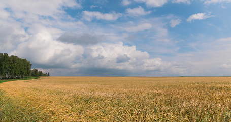 Image showing landscape of wheat field at harvest