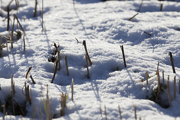 Image showing Winter on the field