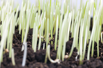 Image showing sprouts of wheat