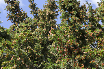 Image showing pine cones