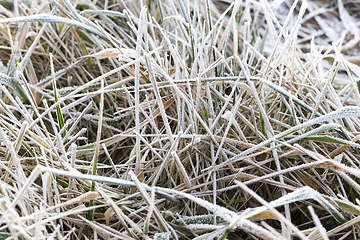 Image showing grass in winter