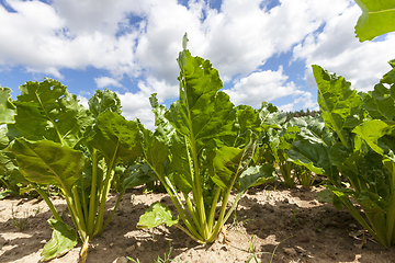 Image showing beetroot on field