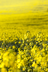 Image showing yellow rape