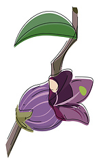 Image showing Image of belladonna flower, vector or color illustration.