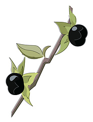 Image showing Image of belladonna berries, vector or color illustration.