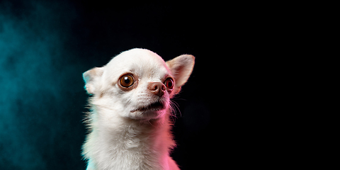 Image showing Portrait of Chihuahua companion dog isolated on neon colored studio background.