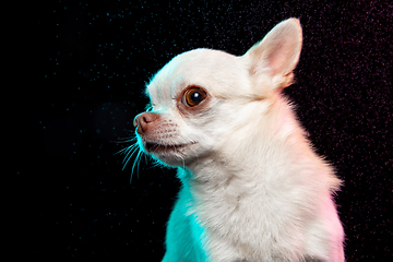 Image showing Studio shot of Chihuahua companion dog isolated on black studio background