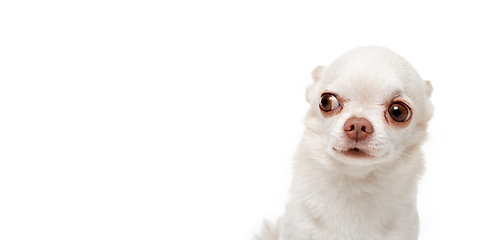 Image showing Studio shot of Chihuahua companion dog isolated on white studio background