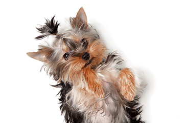 Image showing Funny Yorkshire terrier dog playing isolated on white studio background. Pets love concept.