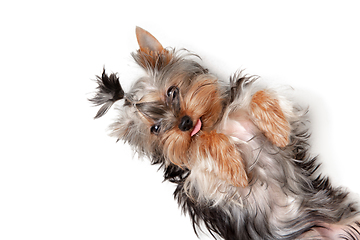 Image showing Funny Yorkshire terrier dog playing isolated on white studio background. Pets love concept.