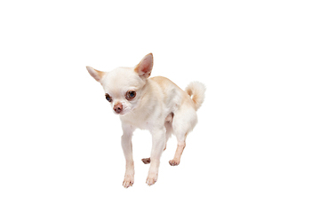 Image showing Studio shot of Chihuahua companion dog isolated on white studio background