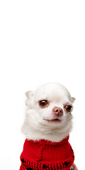 Image showing Cute white Chihuahua dog posing in red jumpsuit isolated on white studio background