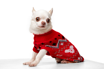 Image showing Cute white Chihuahua dog posing in red jumpsuit isolated on white studio background