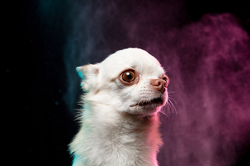 Image showing Studio shot of Chihuahua companion dog isolated on neon colored studio background in smoke cloud.