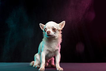 Image showing Portrait of Chihuahua companion dog isolated on neon colored studio background.