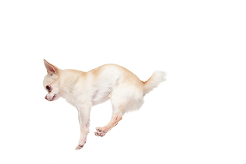 Image showing Studio shot of Chihuahua companion dog isolated on white studio background