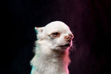 Image showing Portrait of Chihuahua companion dog isolated on neon colored studio background.