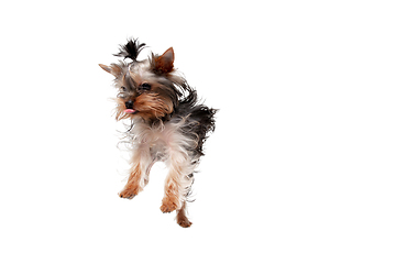 Image showing Funny Yorkshire terrier dog jumping isolated on white studio background. Pets love concept.