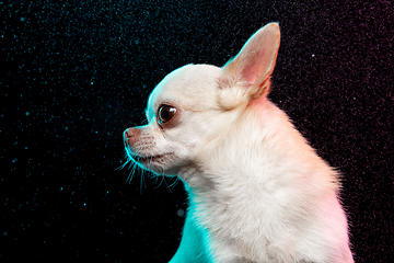 Image showing Studio shot of Chihuahua companion dog isolated on black studio background