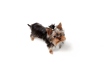 Image showing Funny Yorkshire terrier dog posing isolated on white studio background. Pets love concept.