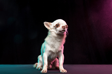 Image showing Portrait of Chihuahua companion dog isolated on neon colored studio background.