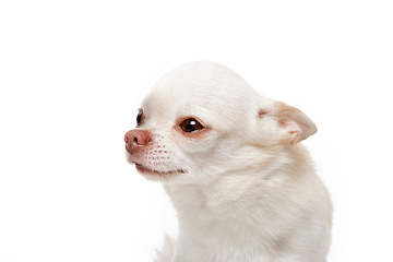 Image showing Studio shot of Chihuahua companion dog isolated on white studio background