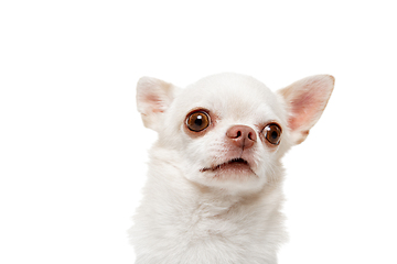 Image showing Studio shot of Chihuahua companion dog isolated on white studio background