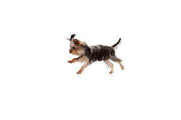 Image showing Funny Yorkshire terrier dog jumping isolated on white studio background. Pets love concept.