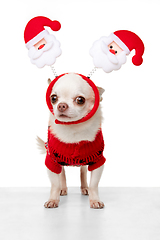 Image showing Cute Chihuahua puppy posing like Christmas deer isolated on white studio background