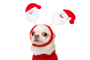 Image showing Cute Chihuahua puppy posing like Christmas deer isolated on white studio background