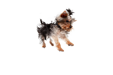 Image showing Funny Yorkshire terrier dog jumping isolated on white studio background. Pets love concept.