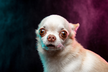 Image showing Studio shot of Chihuahua companion dog isolated on neon colored studio background in smoke cloud.