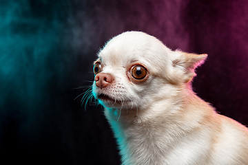 Image showing Studio shot of Chihuahua companion dog isolated on neon colored studio background in smoke cloud.