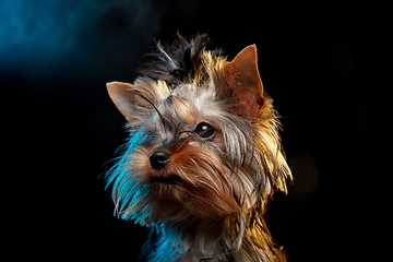Image showing Cute Yorkshire terrier puppy posing isolated on neon colored studio background. Pets love concept.