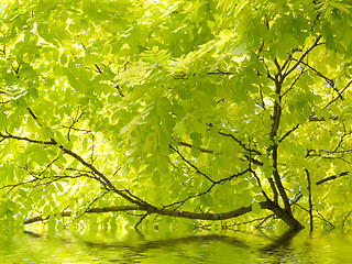 Image showing Beautiful tree and water