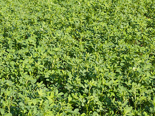 Image showing Fresh clover field