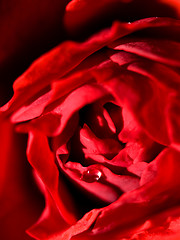 Image showing Red rose