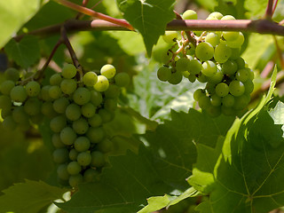 Image showing Wine grapes 