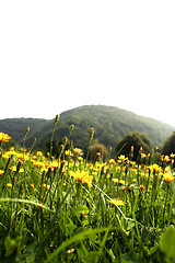 Image showing Flowers landscape