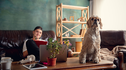 Image showing American Cocker Spaniel cream colour sitting on table at home with his owner young man, student, businessman.