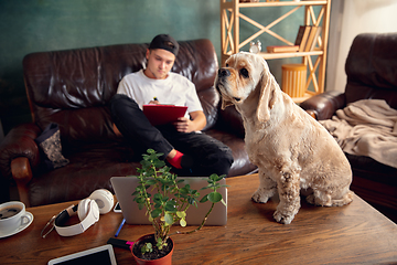 Image showing American Cocker Spaniel cream colour sitting on table at home with his owner young man, student, businessman.