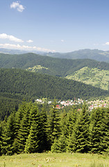 Image showing Forest landscape