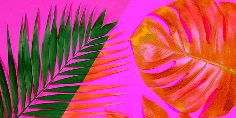 Image showing Modern tropical pattern with exotic leaves isolated on bright background. Flyer for design. Copyspace for ad.