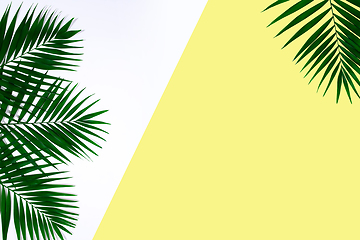 Image showing Exotic green tropical palm leaves isolated on white yellow background. Flyer for ad, design.