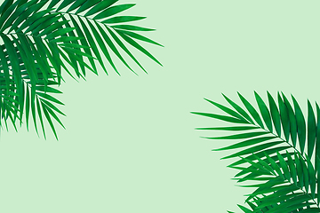 Image showing Exotic green tropical palm leaves isolated on light background. Flyer for ad, design.