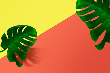 Image showing Creative banner with tropical leaves on geometric vibrant colours background. Flyer for ad, design.