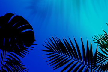 Image showing Exotic tropical palm leaves isolated on purple blue gradient background. Flyer for ad, design.