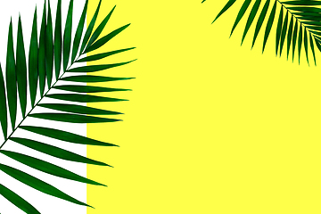 Image showing Exotic green tropical palm leaves isolated on white yellow background. Flyer for ad, design.