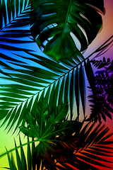 Image showing Modern tropical pattern with exotic leaves isolated on bright background. Flyer for design. Copyspace for ad.