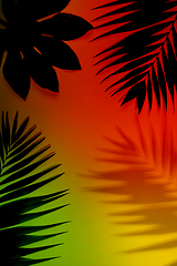 Image showing Modern tropical pattern with exotic leaves isolated on bright background. Flyer for design. Copyspace for ad.